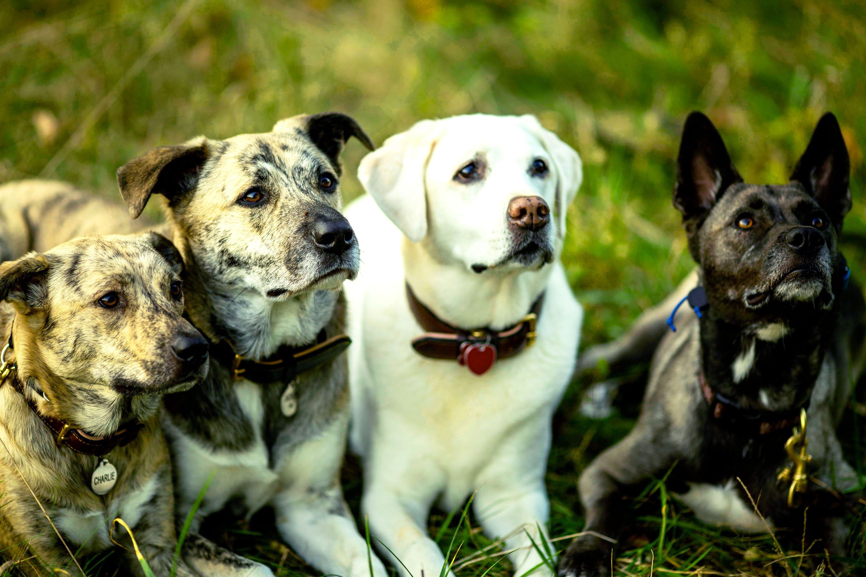 Well-trained dog enjoying off leash freedom outdoors in Illinois and new hampshire