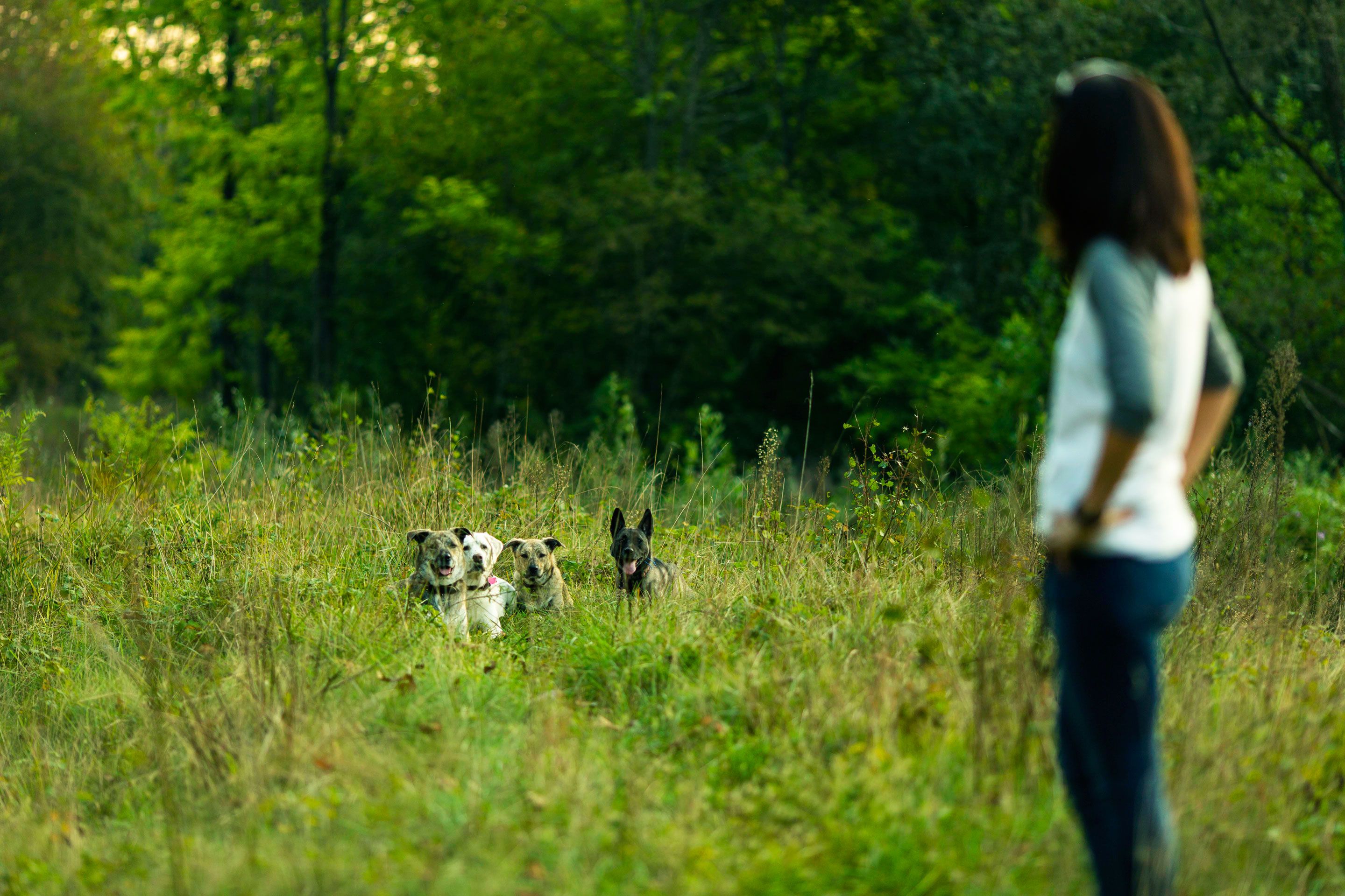 Dog practicing training with handler in real life environment